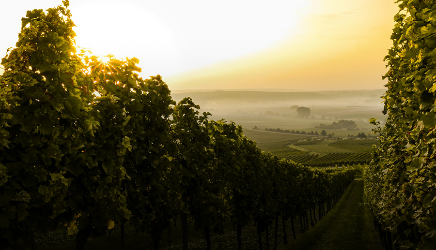 Vineyard events